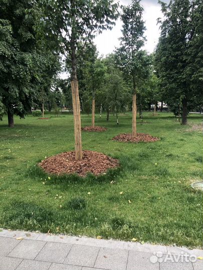 Мульча кора