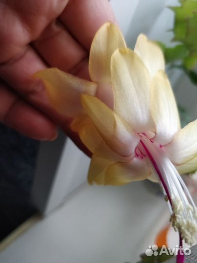 Декабрист, шлюмбергеры 4 сорта