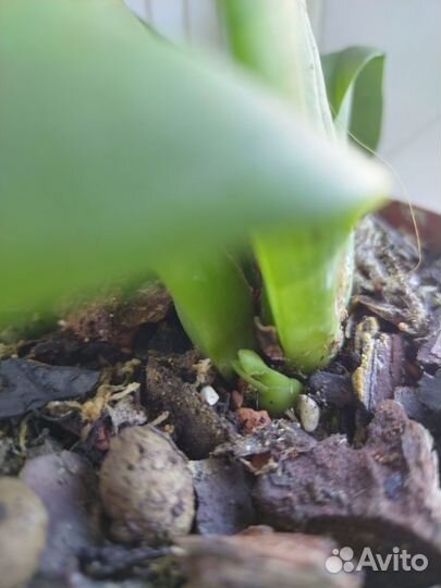 Мильтониопсис