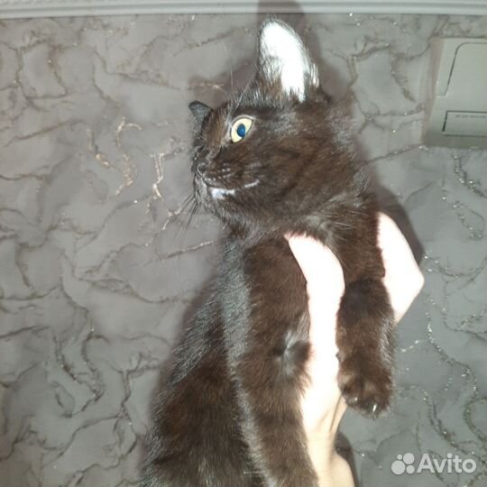 Котята в добрые руки бесплатно