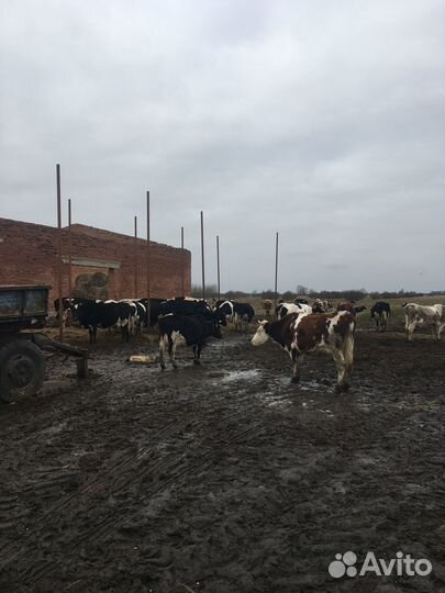 Ферма молочная