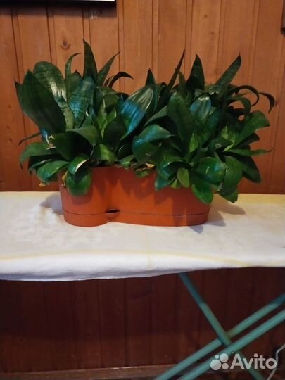 Комнатные цветы -Алоэ-вера