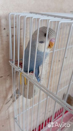 Говорящий попугай