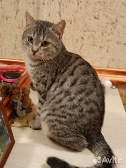 Кошечка в добрые руки