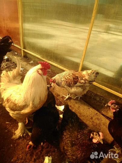 Яйцо инкубационные