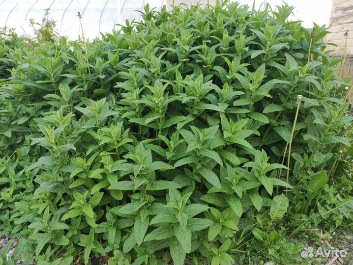 Мята перечная свежая пучком, а также рассада