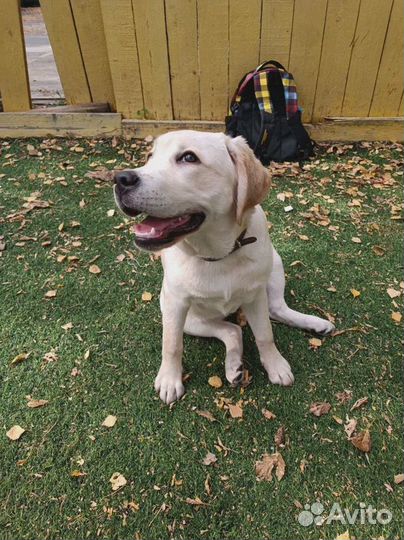 Услуги кинолога-зоопсихолога