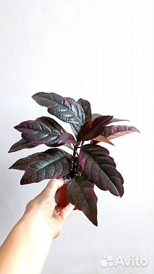 Псевдоэрантемум Комнатные растения Цветы