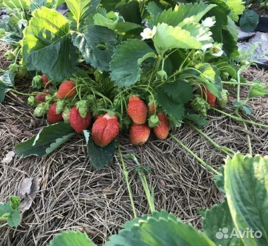 Рассада клубники морозостойкой