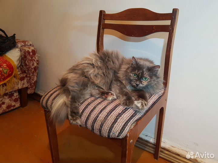 Кошечка в добрые руки