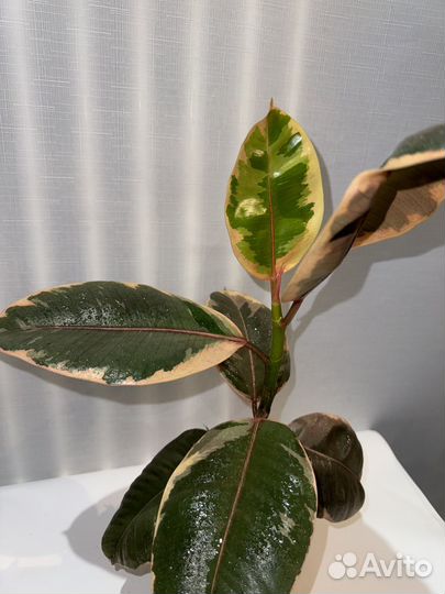 Фикус Белиз Эластика