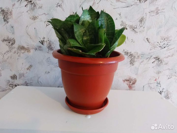 Сансевиерия