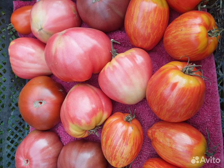 Помидоры домашние