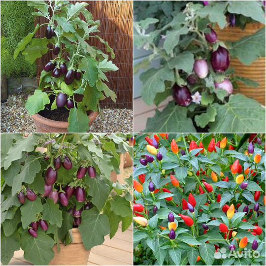 Цветы садовые многолетние и полный ассортимент