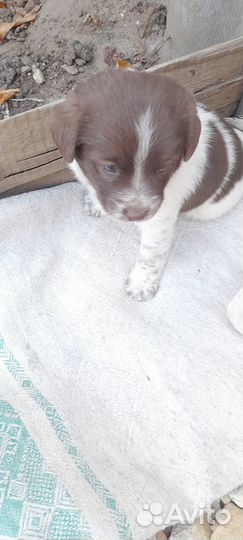 Два щенка мальчики в добрые руки