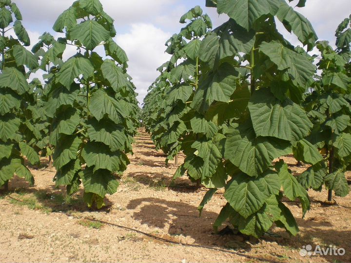 Саженцы-деревья Павловнии