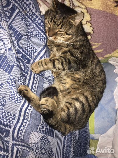 Бросили шикарного кота