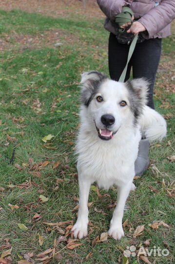 Невероятно красивый пес из приюта в поисках дома