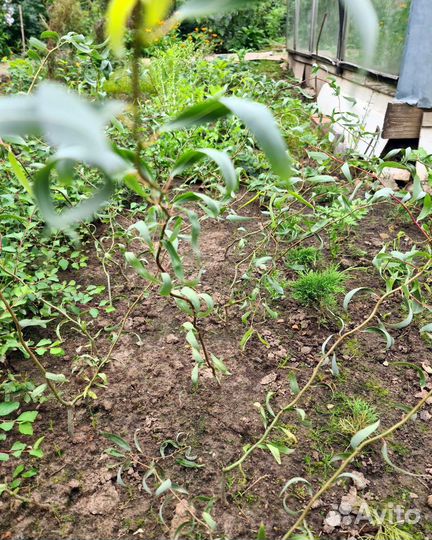 Ива извилистая (кудрявая) саженцы