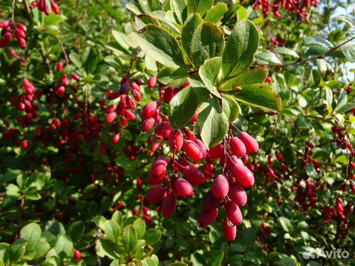 Семена барбарис обыкновенный
