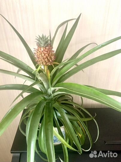 Ананас комнатный
