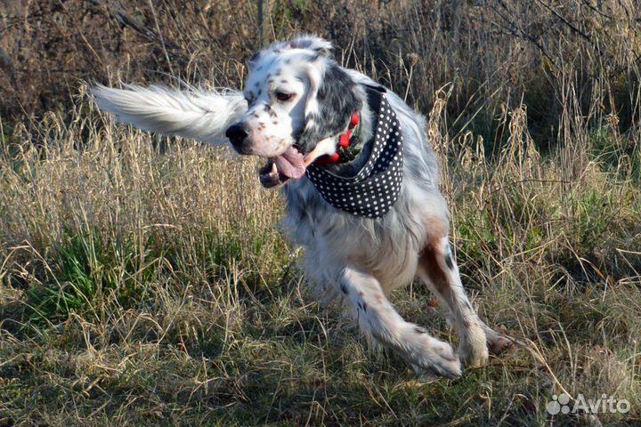 Гостиница для собак с домашней обстановкой