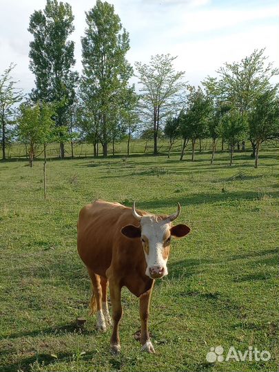 Телки стельные