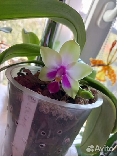 Видовая ароматная орхидея Phalaenopsis bellina