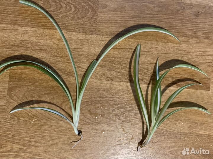 Хлорофитум хохлатый