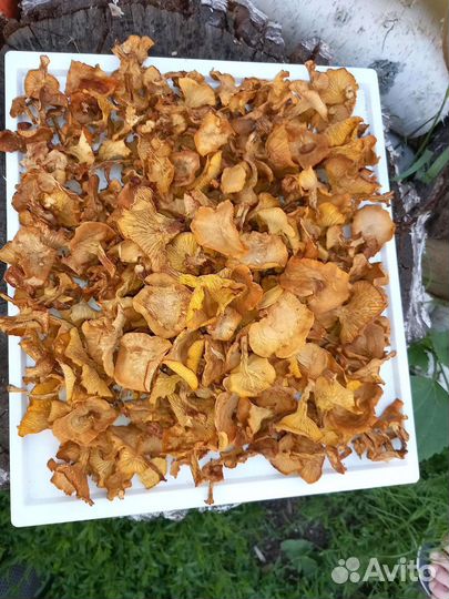 Лисичка сушёная. Новый урожай 23 года