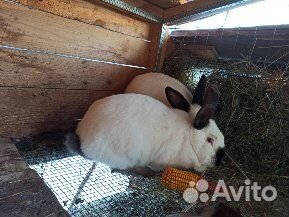 Кролики калифорнийские