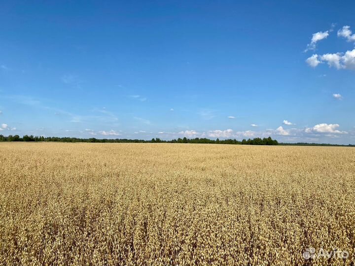 Семена пшеницы Злата, Эстер