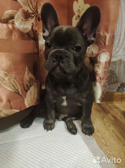 Французский бульдог