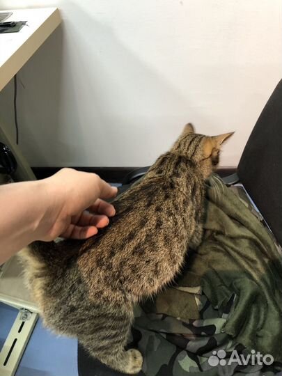 Кошки в добрые руки
