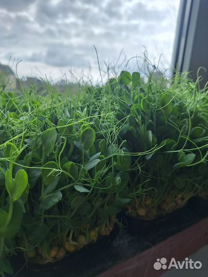 Микрозелень гороха