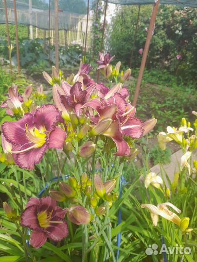 Лилейник сортовой