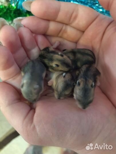 Джунгарские хомячки