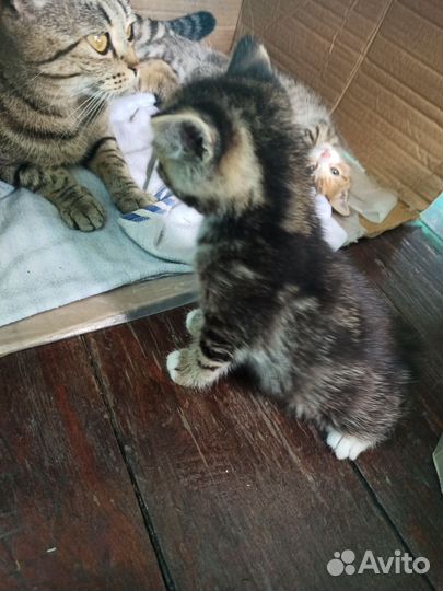 Котята шотландцы