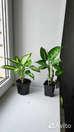 Аглаонема, Дифенбахия,Спатифилум