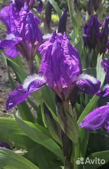 Многолетние цветы для сада