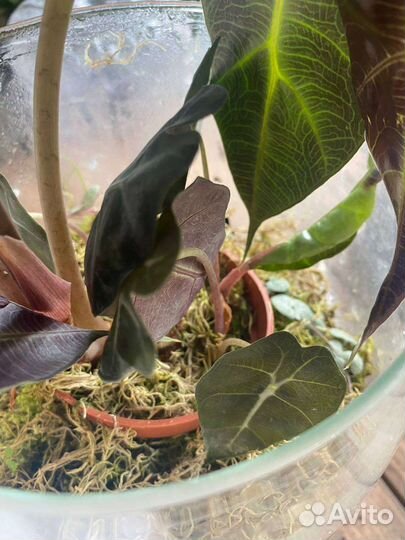 Диффенбахия, алоказия сильвер дракон, полли