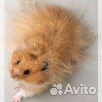 Ангорские хомячки