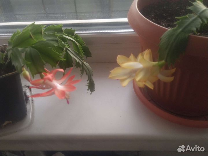 Декабристы красный сиреневый оранжевый жёлтый