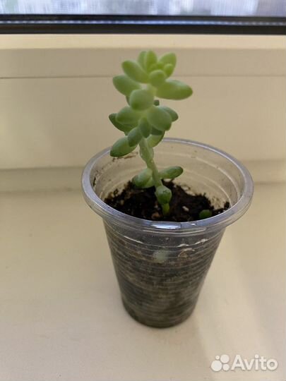 Седум буррито 2 шт