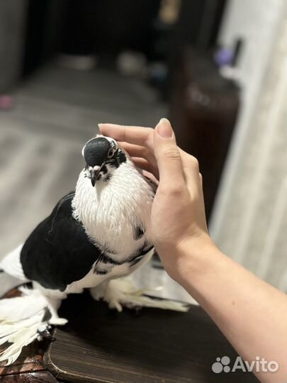 Ручной голубь + комплект
