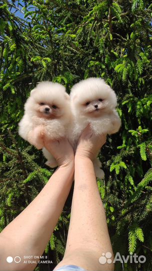 Щенки мини мишки