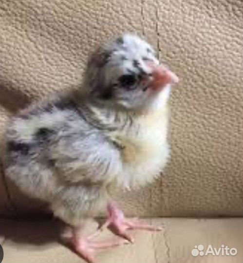 Цыплята кур элитных пород: орпингтон, виандот и др