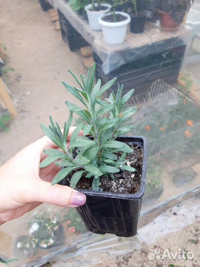 Лаванда многолетник