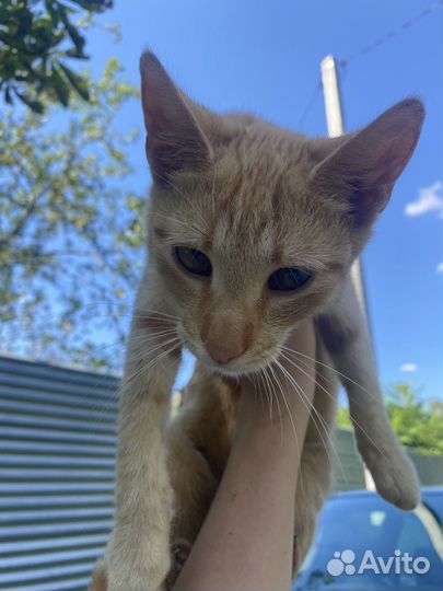 Рыжий кот в ответственные руки