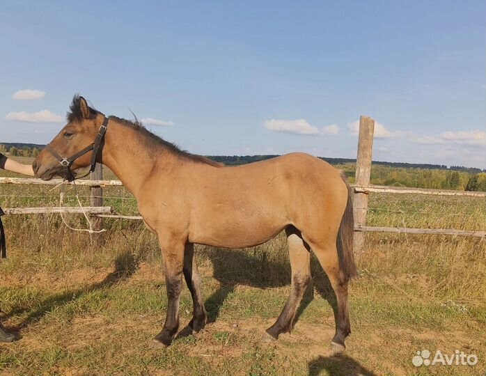 Вятские кобылы